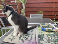 To think my cat is faulty?