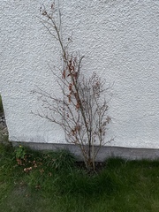 Help me save my mums rose please!
