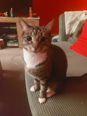 Please post cute pictures and tell me about your cats.