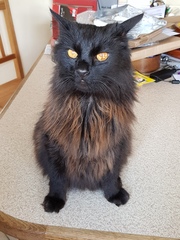 Tell me the colour of your cats eyes