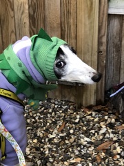 Pointy hound owners please assemble!