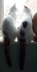 Who is being unreasonable? Found a kitten in garden.