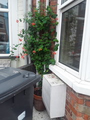 What to grow up my house…in a pot