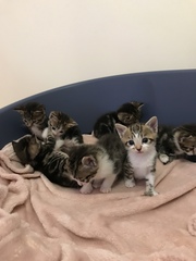 Newborn kittens arrived today!