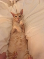No cats in bedrooms