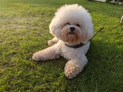 Recommend A Breed