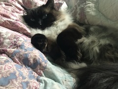 No cats in bedrooms