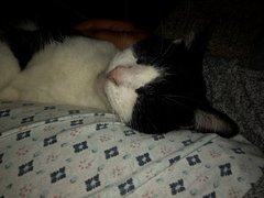 Please post cute pictures and tell me about your cats.