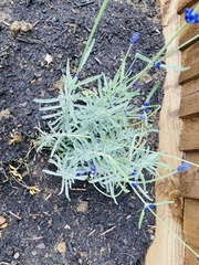 Help a total novice with new garden ?
