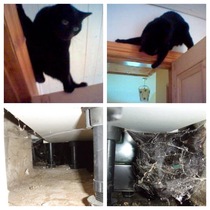 Cats in precarious positions
