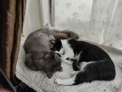 An update on my very scared cat.