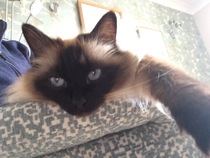 Tell me the colour of your cats eyes
