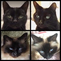 Tell me the colour of your cats eyes