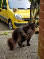 Thug cat part 4.  After all, it's not my Axminster.