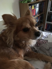 Net over dogs head- whats it for?