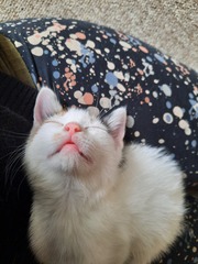 New little friend arrived yesterday!