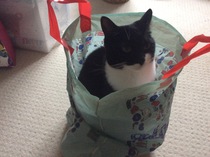 To think my cat is faulty?