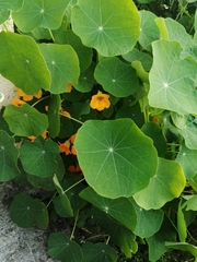 What plant is this??