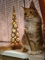 Maine coon decision today!