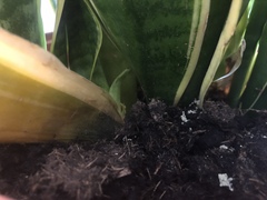 Action Stations for August! Fledglings Flap Frantically and Swish’n’Swipe through Summer