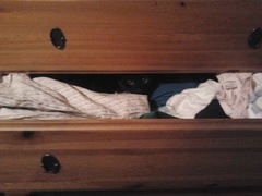 Cats in precarious positions