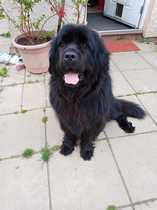 Why do you have the breed of dog that you have?