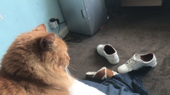 Chez Ollie - The Not My Cats of many colours edition - All welcome