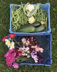 Allotment/Veg patch Thread 17 - onwards and upwards
