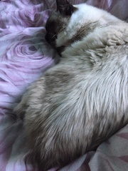 No cats in bedrooms