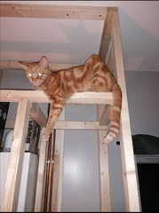 Cats in precarious positions