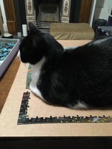 To think my cat is faulty?