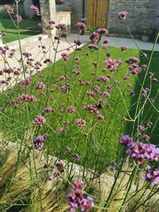 Please identify this plant!