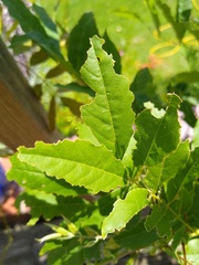 So what are earwigs FOR? Anyone know?