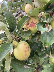 What’s wrong with my apple tree?