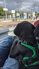 Puppy Survival Thread - August