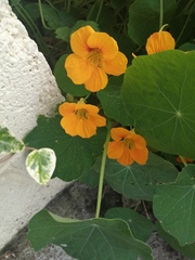 What plant is this??