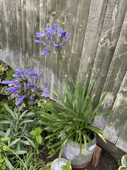 Pot or border for agapanthus?