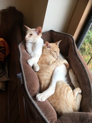 Do Your Moggies Use Cat Beds?