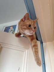 Cats in precarious positions