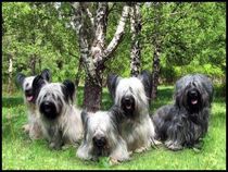 Dogs that you don’t see anymore