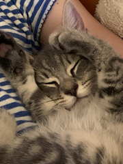 Who is being unreasonable? Found a kitten in garden.