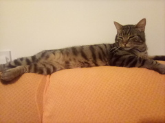 Night settling?