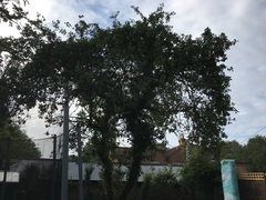 Apple tree help
