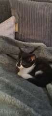 New kitten and litter tray help.