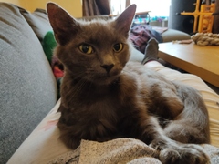 An update on my very scared cat.