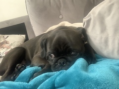 Not keen on crates, anyone else had puppy success without one?
