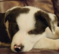 Who wants to see my puppy??!!