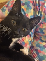 Welcome to my new kitten