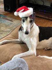 Pointy hound owners please assemble!