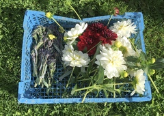 Allotment/Veg patch Thread 17 - onwards and upwards